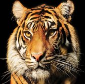 Fotobehang Tiger | XXXL - 416cm x 254cm | 130g/m2 Vlies