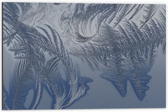 Dibond - Bevroren Vogel Veren - 60x40 cm Foto op Aluminium (Wanddecoratie van metaal)