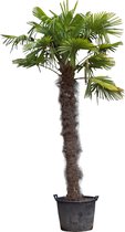 Palmier éventail chinois 220 cm hauteur du tronc Trachycarpus Fortunei 320 cmW...