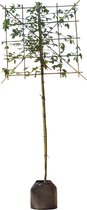 Gouden regen leiboom 180 cm Laburnum watereri Vossi 300 cm