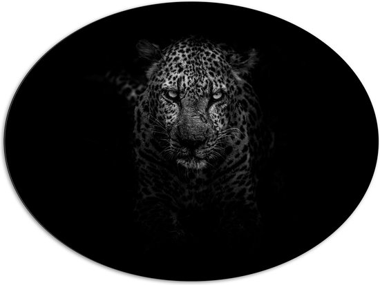 WallClassics - Dibond Ovaal - Zwart met Witte Panter tegen Donkere Achtergrond - 108x81 cm Foto op Ovaal (Met Ophangsysteem)
