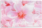 Tuinposter – Japanse Sakura Bloesem Bloemen in het Roze - 60x40 cm Foto op Tuinposter (wanddecoratie voor buiten en binnen)