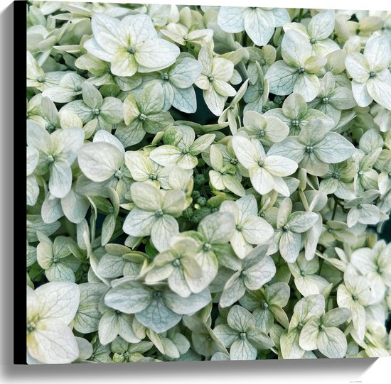 Canvas - Struik van Kleine Groene Planten - 60x60 cm Foto op Canvas Schilderij (Wanddecoratie op Canvas)