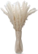 Intirilife Pampasgras 30 stuks in wit - Natuurlijke gedroogde bloem zacht duurzaam rietgras voor decoratie en diverse gelegenheden