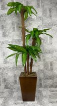 Cordyline - kunstplant - H 160 cm breedte 80 cm - incl. chique houten pot - groene bladeren - Dromist