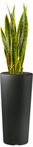 HTT - Kunstplant Sansevieria in Clou rond antraciet H115 cm