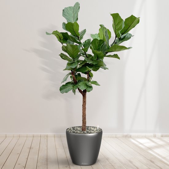 Botanicly 4x Graslelie 20cm hoog