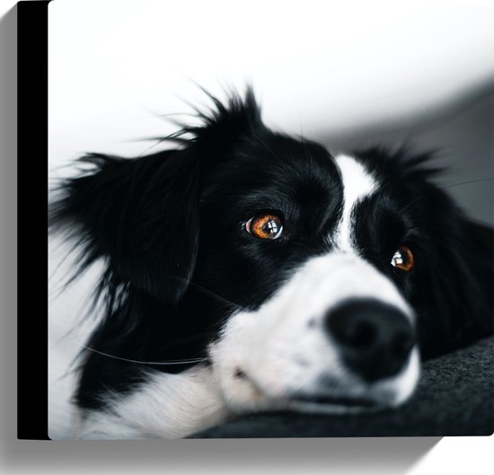 WallClassics - Canvas - Zwart met Witte Hond met Oranje Ogen - 30x30 cm Foto op Canvas Schilderij (Wanddecoratie op Canvas)