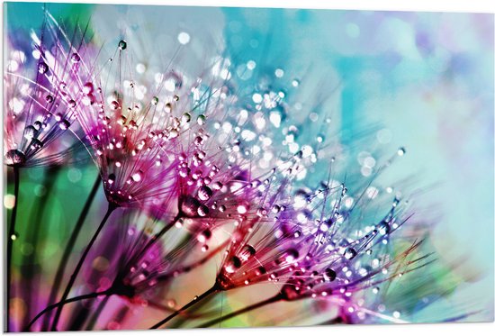 WallClassics - Acrylglas - Meerkleurige Paardenbloem - 105x70 cm Foto op Acrylglas (Met Ophangsysteem)