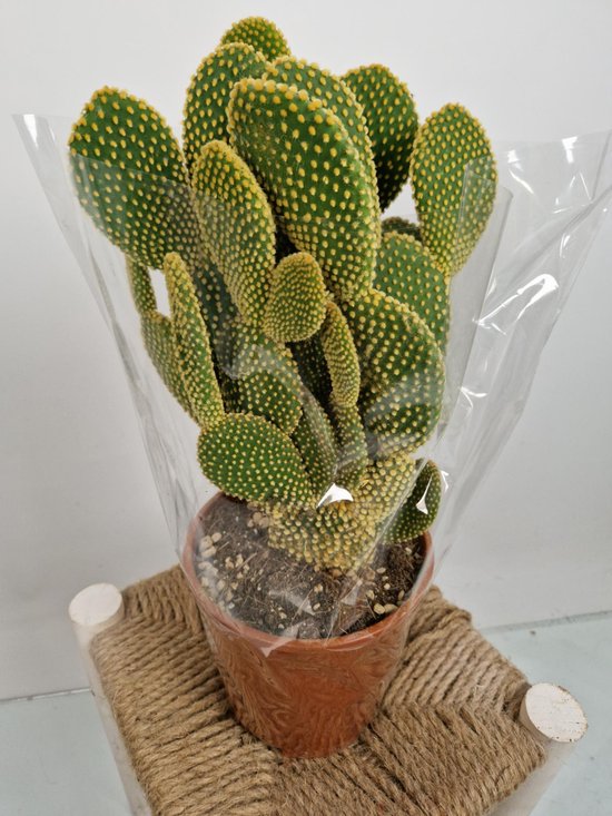 Opuntia microdasys - 'Cactus à oreilles de lapin' - Jaune 'Palida' - taille  du pot 17... | bol.com