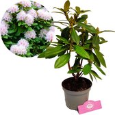 Rhododendron ‘Cunningham’s White’ Witte bloemen – Hoogte 40/50cm – 1,5 liter pot