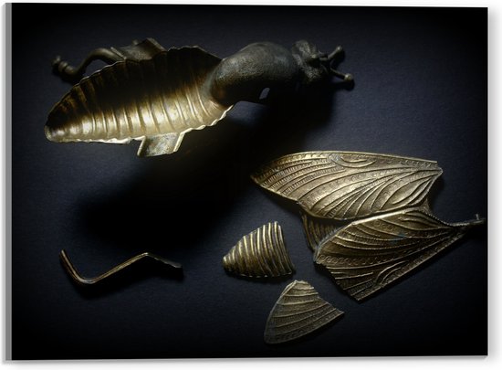 Acrylglas - Kapotte Goude Vlieg op Zwarte Achtergornd - 40x30 cm Foto op Acrylglas (Met Ophangsysteem)