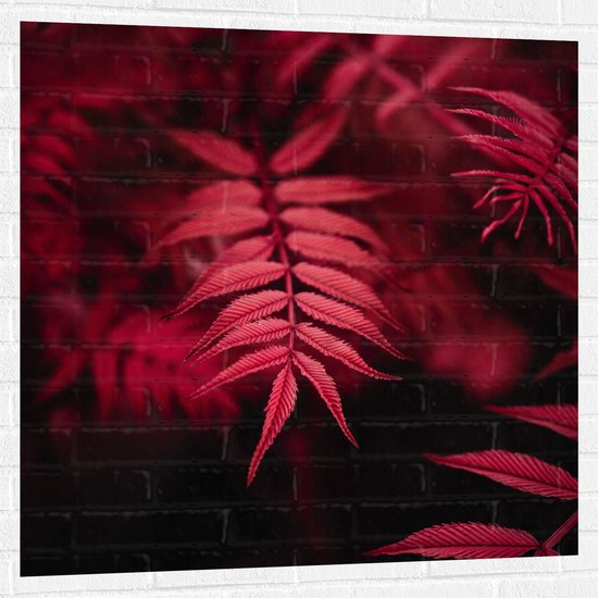 WallClassics - Muursticker - Rood Licht vallend op Smalle Bladeren - 100x100 cm Foto op Muursticker