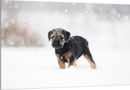 Dibond - Bruin met Zwarte Borderterriër Hond in Hevige Sneeuwstorm - 150x100 cm Foto op Aluminium (Wanddecoratie van metaal)