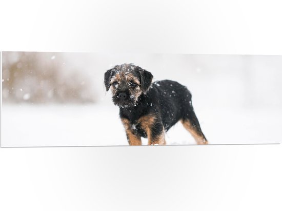 PVC Schuimplaat- Bruin met Zwarte Borderterriër Hond in Hevige Sneeuwstorm - 120x40 cm Foto op PVC Schuimplaat