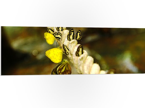 PVC Schuimplaat- Patroon van Panterprint in het Zwart met Wit - 50x75 cm Foto op PVC