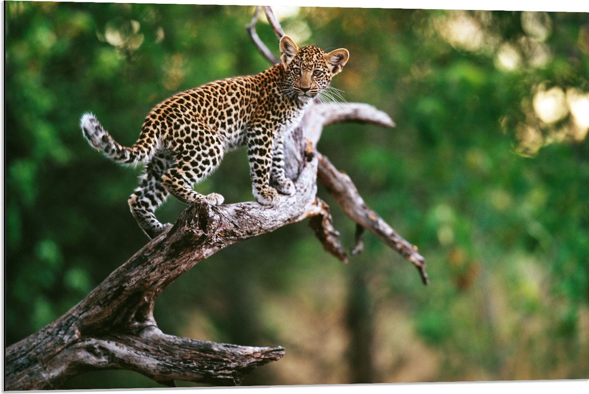 Dibond - Baby Luipaard lopend over Smalle Tak in het BoS - 90x60 cm Foto op Aluminium (Wanddecoratie van metaal)