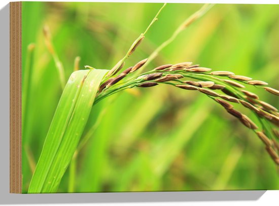 Hout - Close-up van Indaanse Rijstplanten - 40x30 cm - 9 mm dik - Foto op Hout (Met Ophangsysteem)