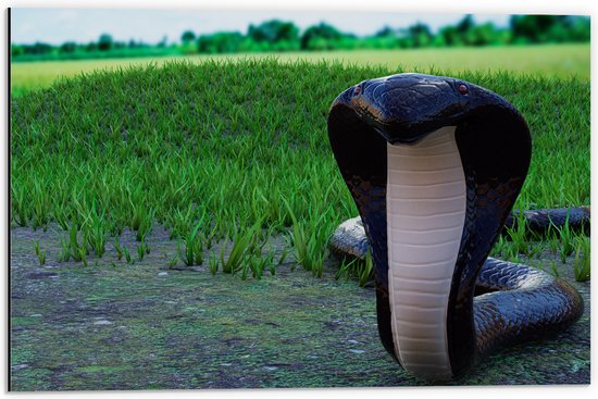 Dibond - Aanvallende Zwarte Cobra Slang bij Groenkleurig Grasveld - 60x40 cm Foto op Aluminium (Wanddecoratie van metaal)