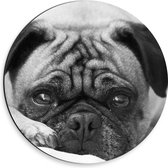 Dibond Muurcirkel - Aankijkende Hond met Zielige Ogen (Zwart- wit) - 30x30 cm Foto op Aluminium Muurcirkel (met ophangsysteem)