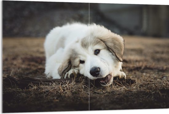 Acrylglas - Bruin met Witte Puppy Bijtend aan Boomstronk - 120x80 cm Foto op Acrylglas (Wanddecoratie op Acrylaat)