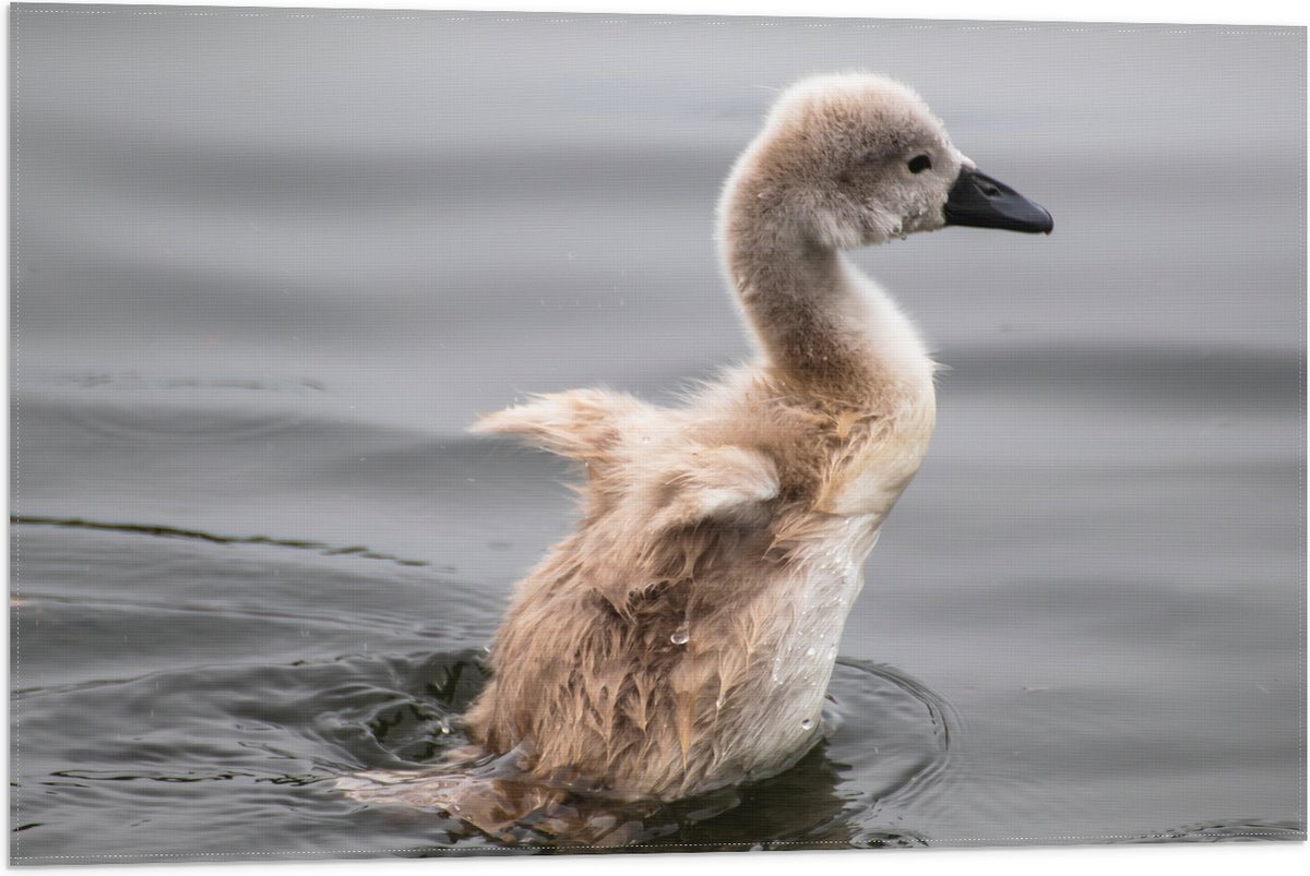 Vlag - Baby Zwaan Dobberend op het Water - 75x50 cm Foto op Polyester Vlag