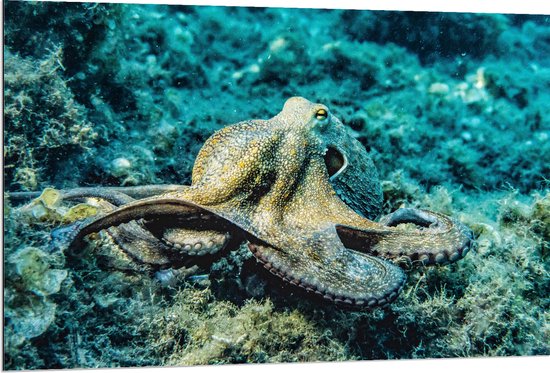 Dibond - Octopus bij Waterplanten op de Zeebodem - 120x80 cm Foto op Aluminium (Wanddecoratie van metaal)