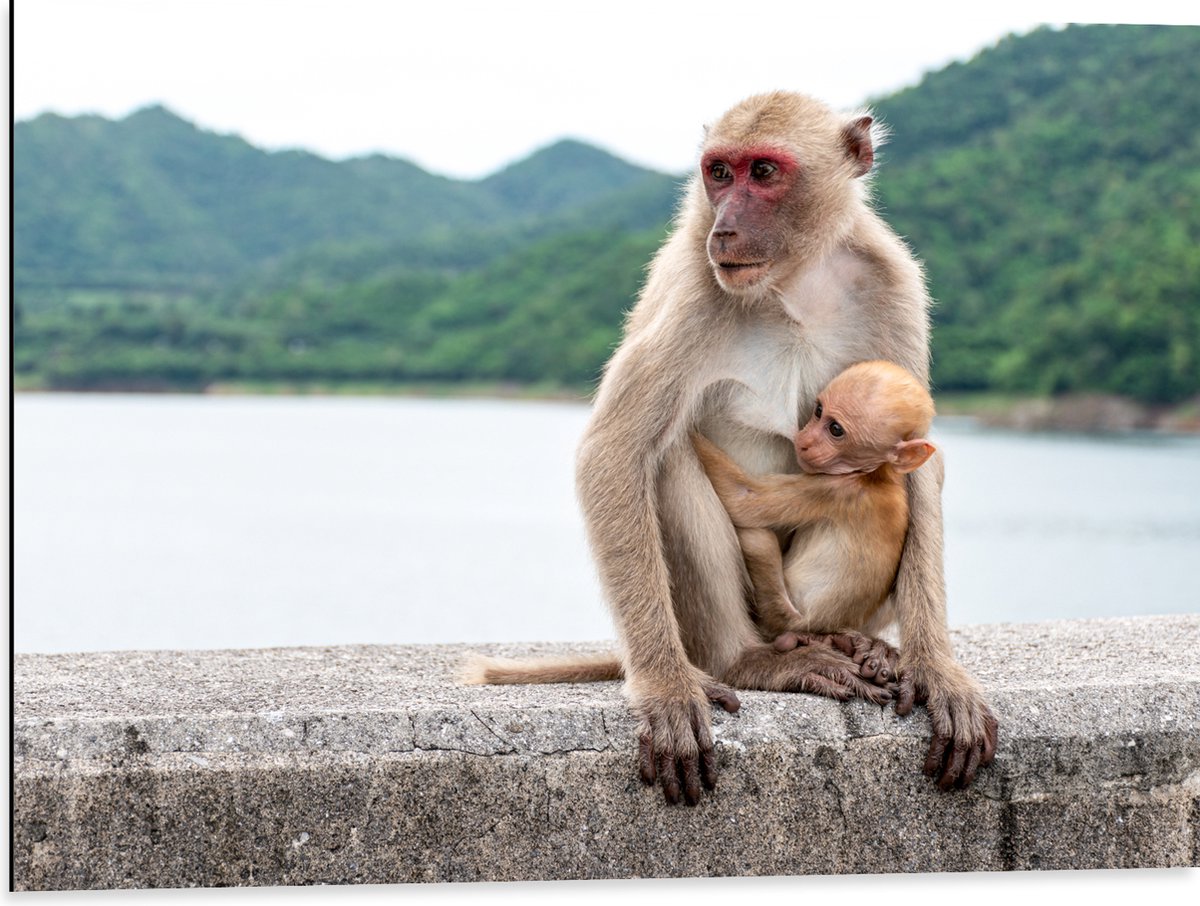Dibond - Baby Aap Hangend bij Moederaap op Stenen Rand - 80x60 cm Foto op Aluminium (Wanddecoratie van metaal)