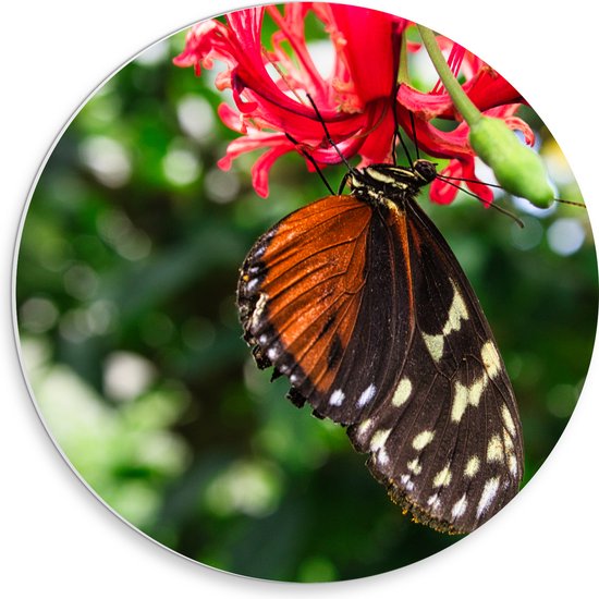 PVC Schuimplaat Muurcirkel - Bruin met Zwarte Vleugels van Vlinder op Rode Bloeiende Bloem - 30x30 cm Foto op Muurcirkel (met ophangsysteem)