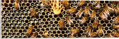 Acrylglas - Kolonie van Bijen in Honinggraat - 60x20 cm Foto op Acrylglas (Met Ophangsysteem)