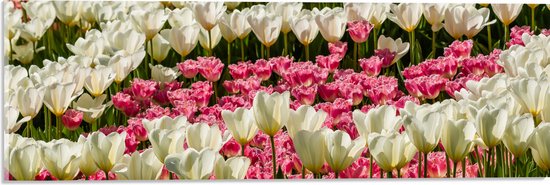 Acrylglas - Bloeiend Bloemenveld van Verschillende Kleuren Bloemen in de Lente - 60x20 cm Foto op Acrylglas (Wanddecoratie op Acrylaat)