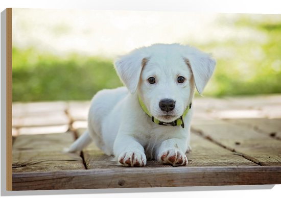 Hout - Lichtgekleurde Labrador Puppy op Stenen Pad - 90x60 cm - 9 mm dik - Foto op Hout (Met Ophangsysteem)