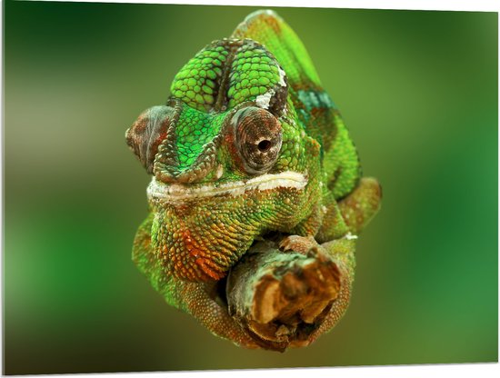 Acrylglas - Groene Kameleon Gekruld om Smalle Houten Tak - 100x75 cm Foto op Acrylglas (Met Ophangsysteem)