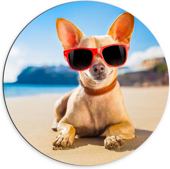 Dibond Muurcirkel - Coole Chihuahua Hond liggend op het Strand aan de Zee met Zonnebril - 70x70 cm Foto op Aluminium Muurcirkel (met ophangsysteem)