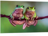 PVC Schuimplaat - Duo Australische Boomkikkers hangend aan Smalle Tak in Groene Omgeving - 105x70 cm Foto op PVC Schuimplaat (Met Ophangsysteem)