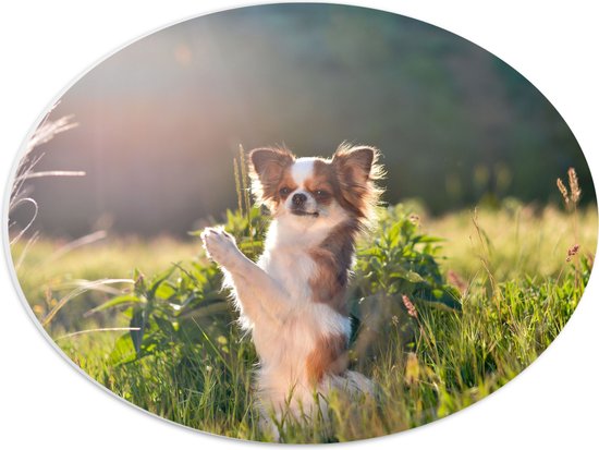 PVC Schuimplaat Ovaal - Chihuahua Hond met Klappende Pootjes in het Gras - 40x30 cm Foto op Ovaal (Met Ophangsysteem)