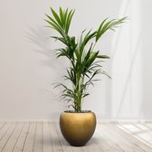 Combideal - Kentia Palm inclusief zelfwaterende pot Nora Matt Copper S - 200cm