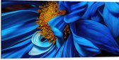 WallClassics - Dibond - Close-up van Felblauwe Bloem met Gele Binnenkant - 100x50 cm Foto op Aluminium (Met Ophangsysteem)