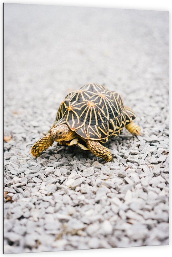 WallClassics - Dibond - Zwart met Gele Kleine Schildpad op Kiezelstenen - 100x150 cm Foto op Aluminium (Met Ophangsysteem)