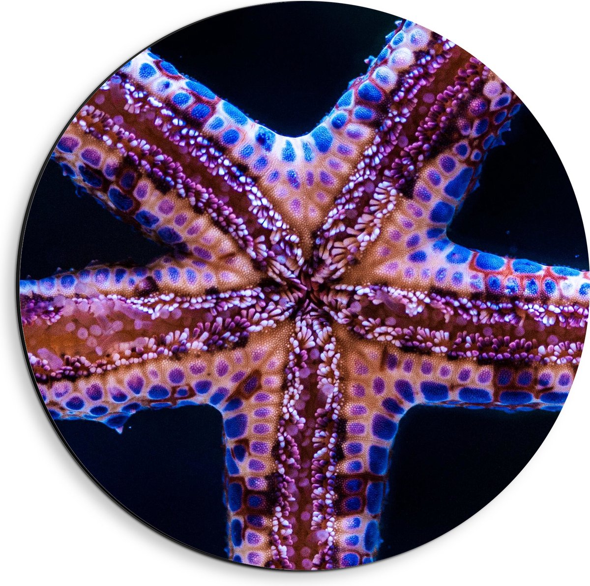 Dibond Muurcirkel - Close-up van Zeester tegen Raam van Aquarium - 40x40 cm Foto op Aluminium Muurcirkel (met ophangsysteem)