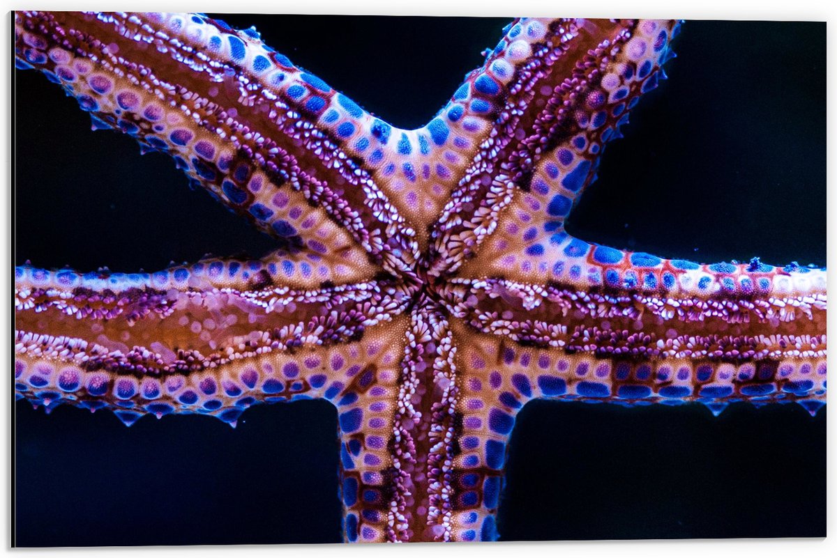 Dibond - Close-up van Zeester tegen Raam van Aquarium - 60x40 cm Foto op Aluminium (Met Ophangsysteem)