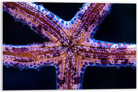 PVC Schuimplaat- Close-up van Zeester tegen Raam van Aquarium - 60x40 cm Foto op PVC Schuimplaat