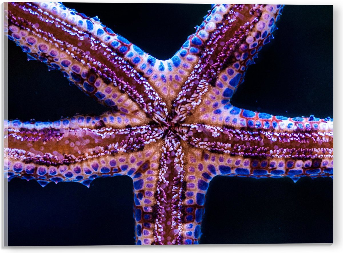 Acrylglas - Close-up van Zeester tegen Raam van Aquarium - 40x30 cm Foto op Acrylglas (Wanddecoratie op Acrylaat)