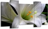 120 cm x 65 cm