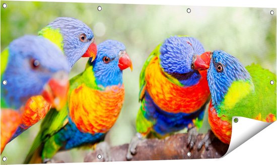 Gards Poster de jardin Quatre Vogels Lori arc-en-ciel sur une branche - 120x60 cm - Toile de jardin - Décoration de jardin - Décoration murale extérieure - Peinture de jardin