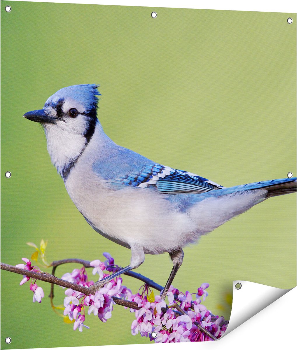 Gards Tuinposter Blauwe Gaai Vogel op een Tak - Kleur - 90x90 cm - Tuindoek - Tuindecoratie - Wanddecoratie buiten - Tuinschilderij Multikleur
