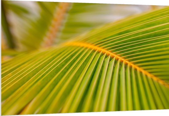 PVC Schuimplaat - Close-up op de Nerven van een Groot Palmblad - 150x100 cm Foto op PVC Schuimplaat (Met Ophangsysteem)