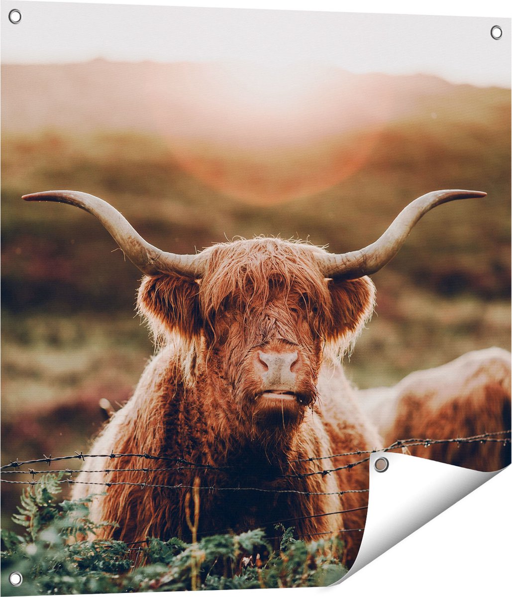 Gards Tuinposter Schotse Hooglander Koe in de Zon - 70x70 cm - Tuindoek - Tuindecoratie - Wanddecoratie buiten - Tuinschilderij Multikleur