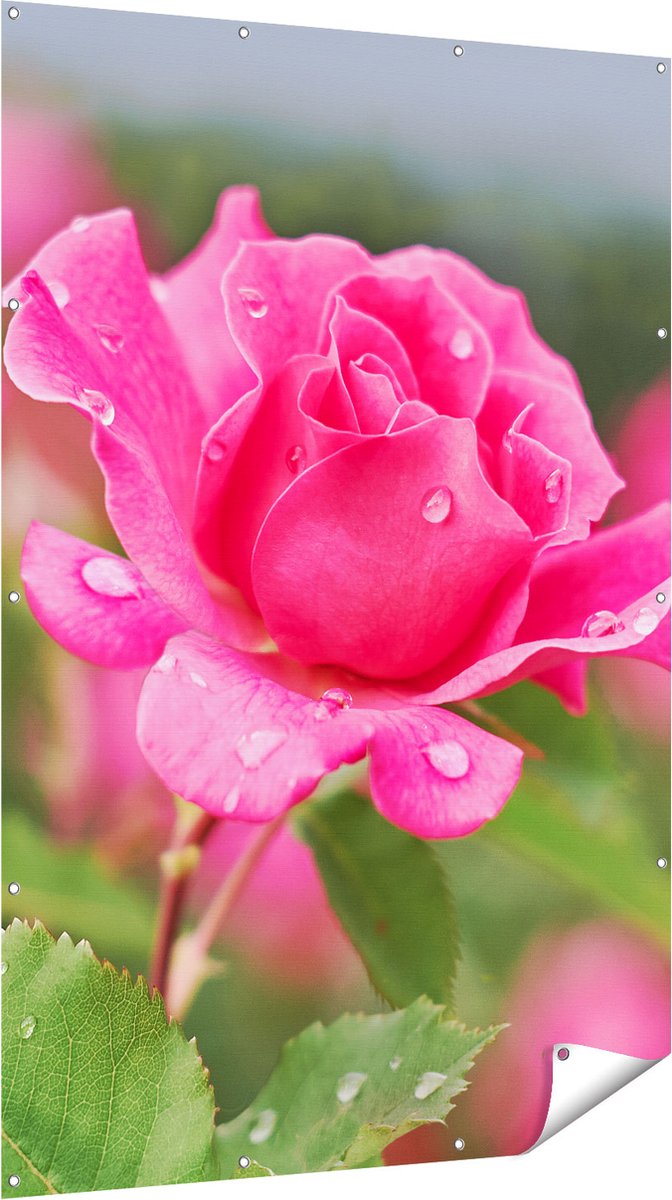 Gards Tuinposter Roze Roos met Waterdruppels - 120x180 cm - Tuindoek - Tuindecoratie - Wanddecoratie buiten - Tuinschilderij Multikleur