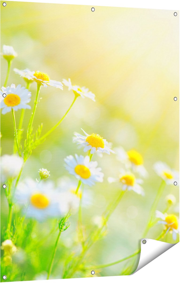 Gards Tuinposter Witte Kamille Bloemen met Zonneschijn - 90x120 cm - Tuindoek - Tuindecoratie - Wanddecoratie buiten - Tuinschilderij Multikleur